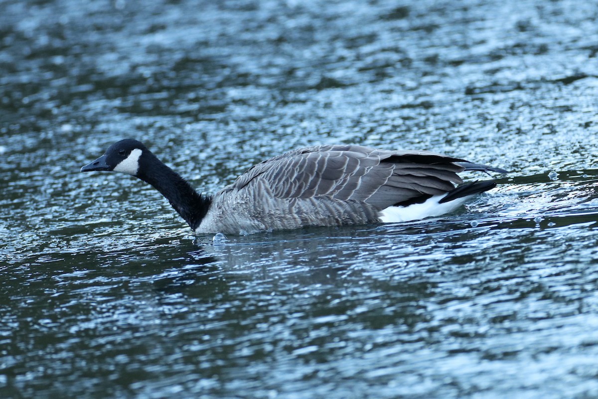 Oca canadese maggiore - ML646794879