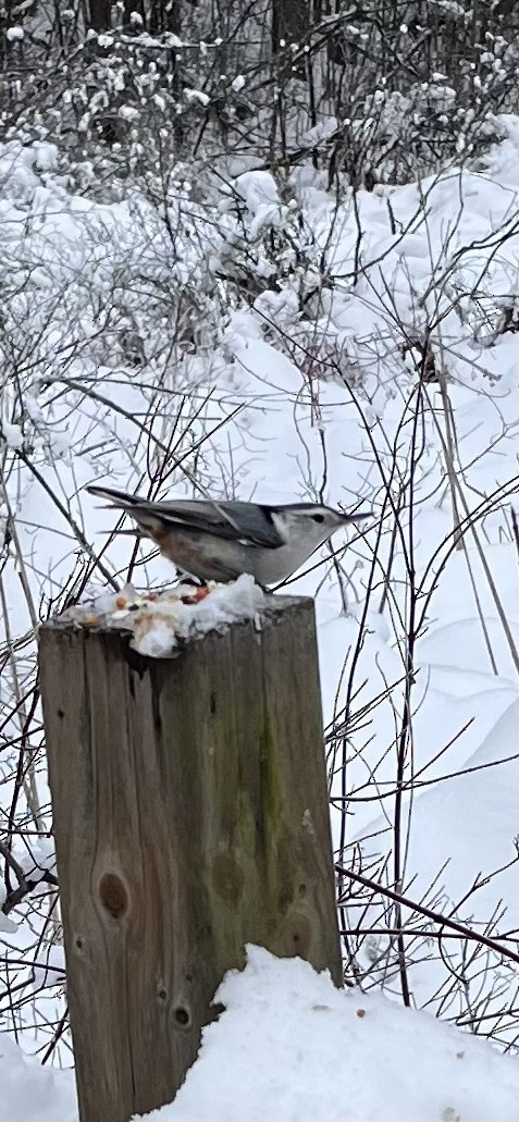 Weißbrustkleiber - ML646794880