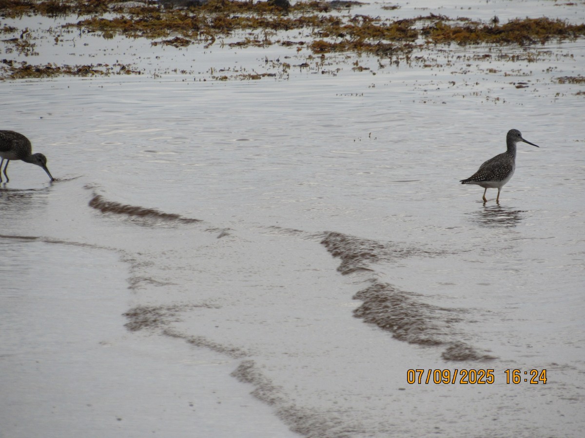 Gelbschenkel - ML646794881