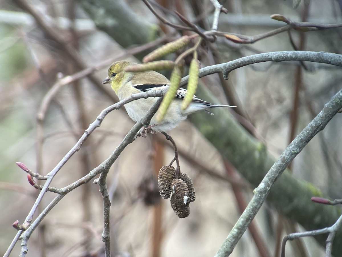 Goldzeisig - ML646794882