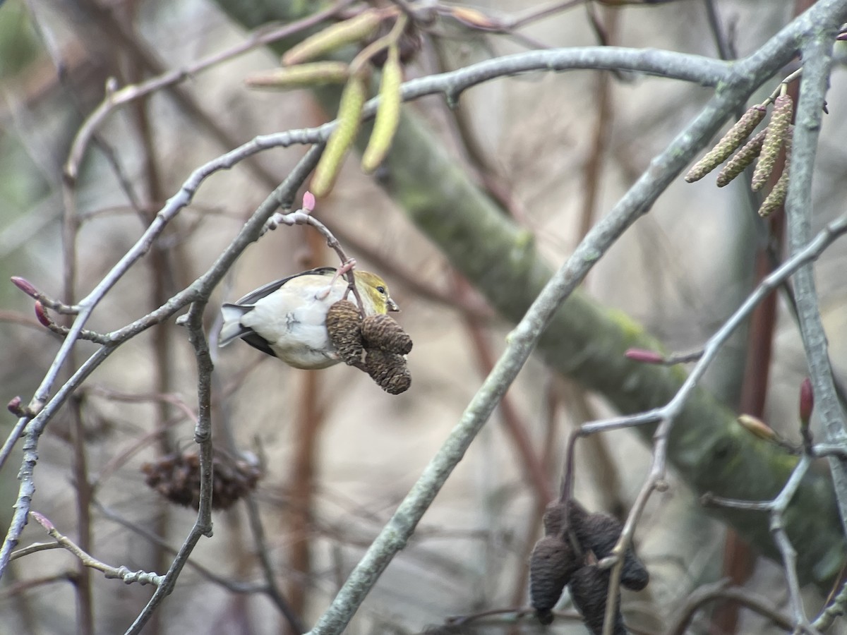 Goldzeisig - ML646794884