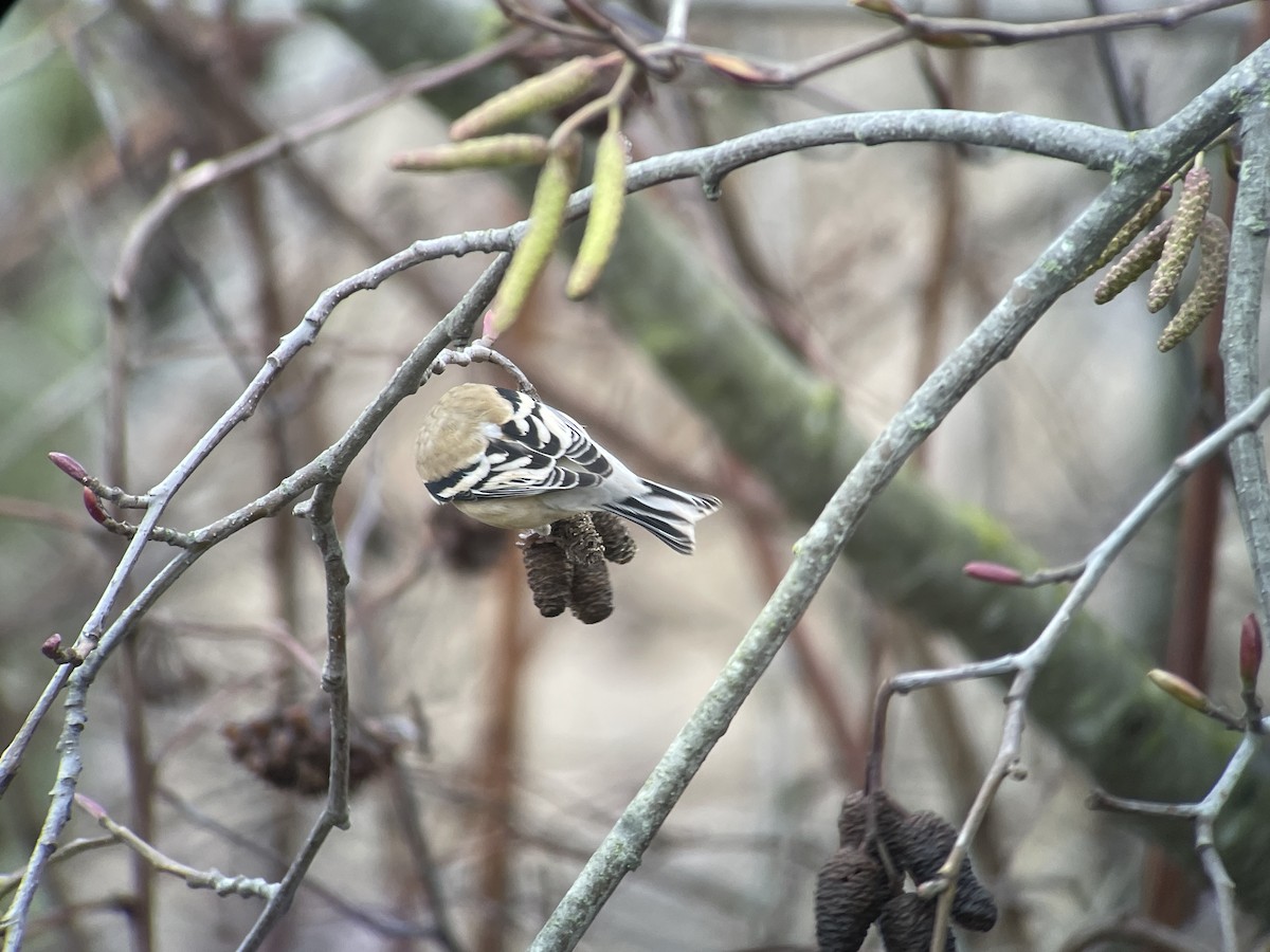 Goldzeisig - ML646794885