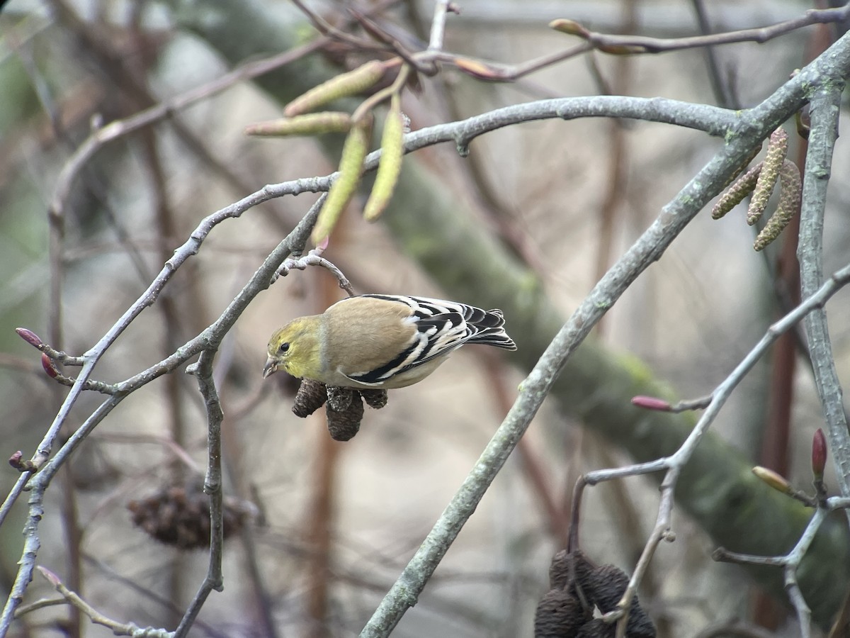 Goldzeisig - ML646794886