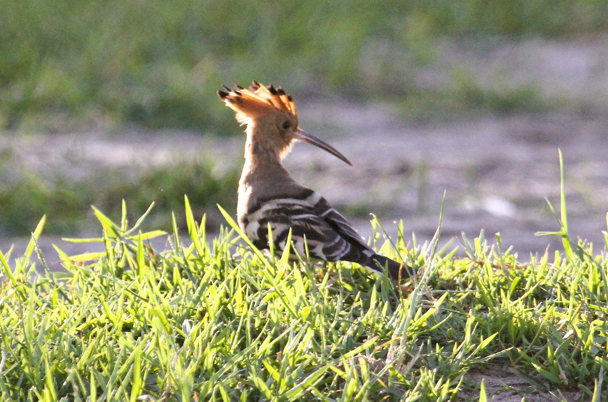 Wiedehopf - ML646794887