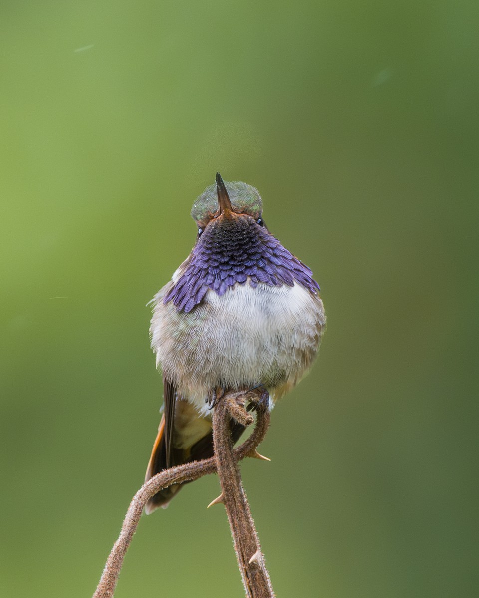 Vulkanelfe - ML646794888