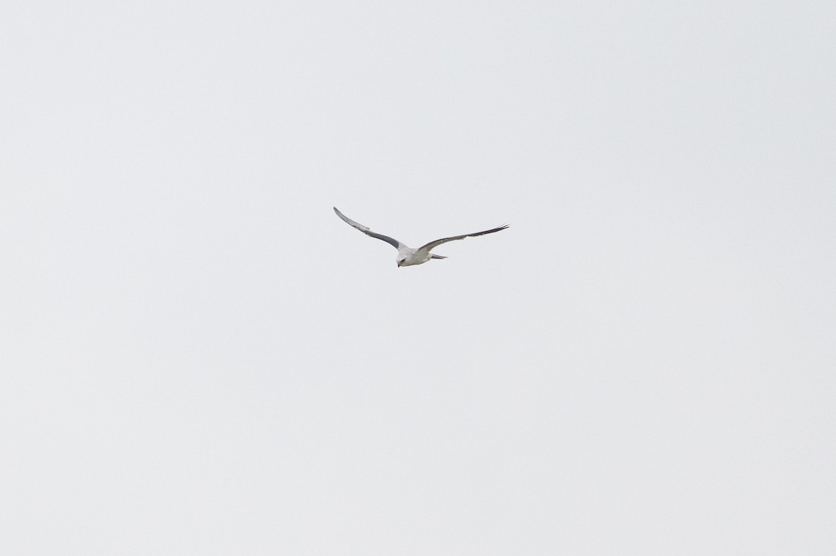 White-tailed Kite - ML646794889