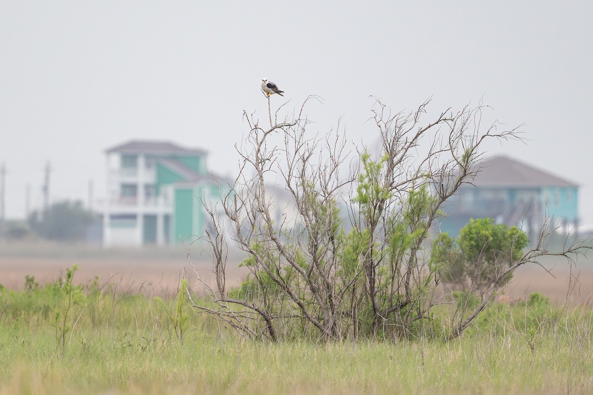 White-tailed Kite - ML646794890