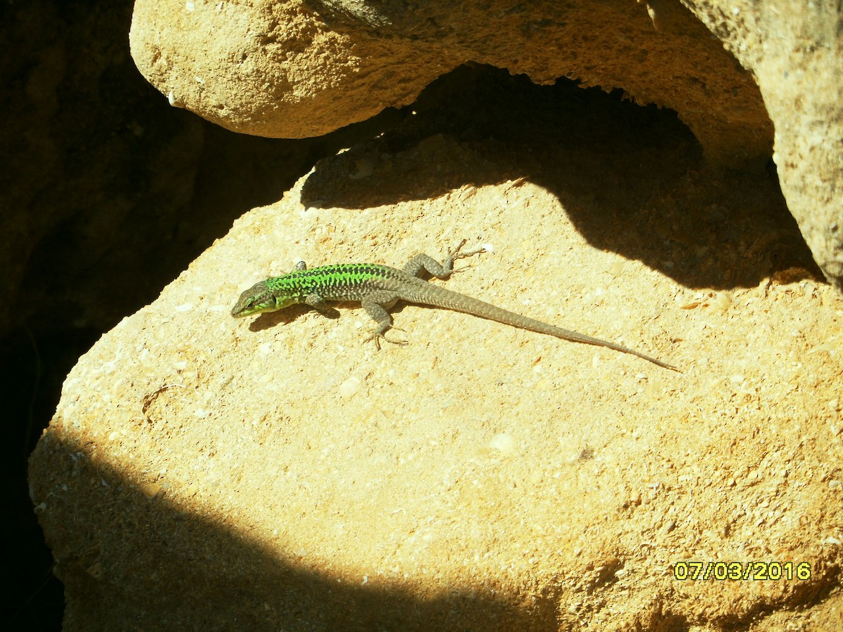 Sicilian Wall Lizard - ML646794892