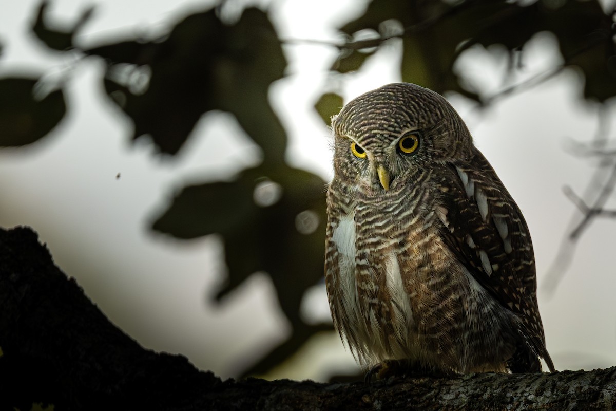 Asian Barred Owlet - ML646794893