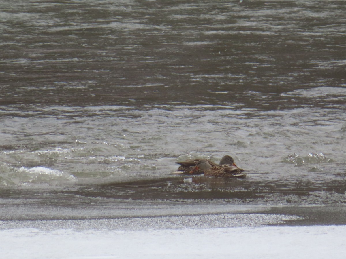 Mallard - ML646794894