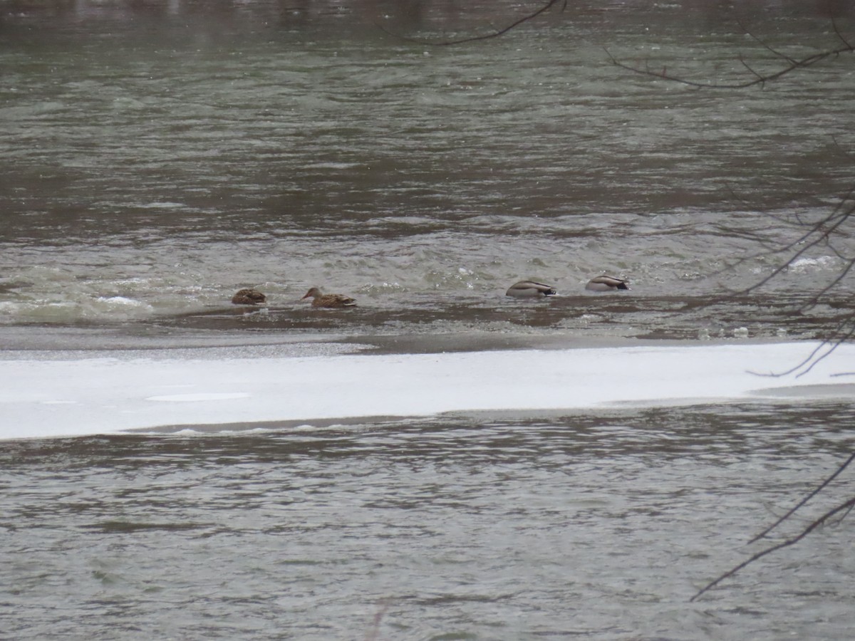 Mallard - ML646794895