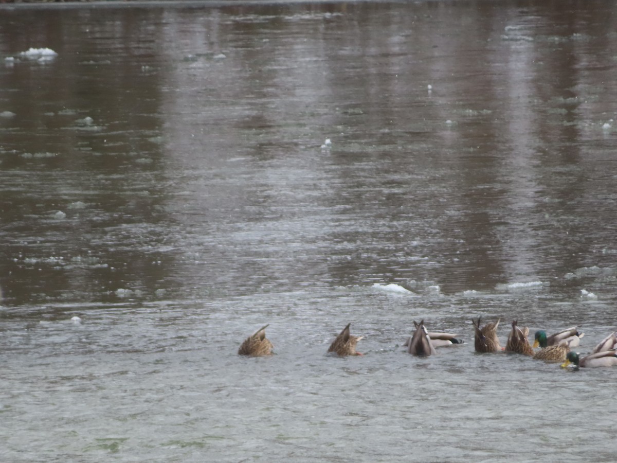 Mallard - ML646794896