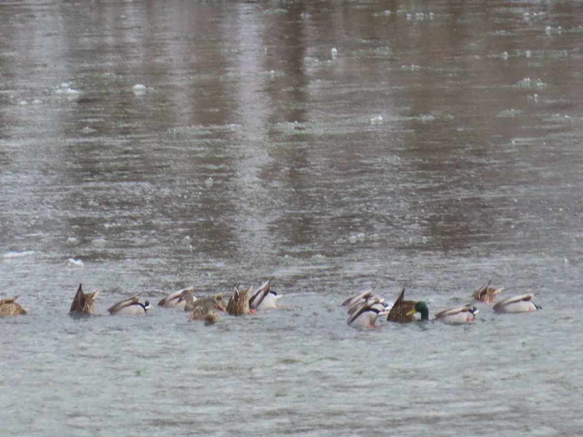 Mallard - ML646794897