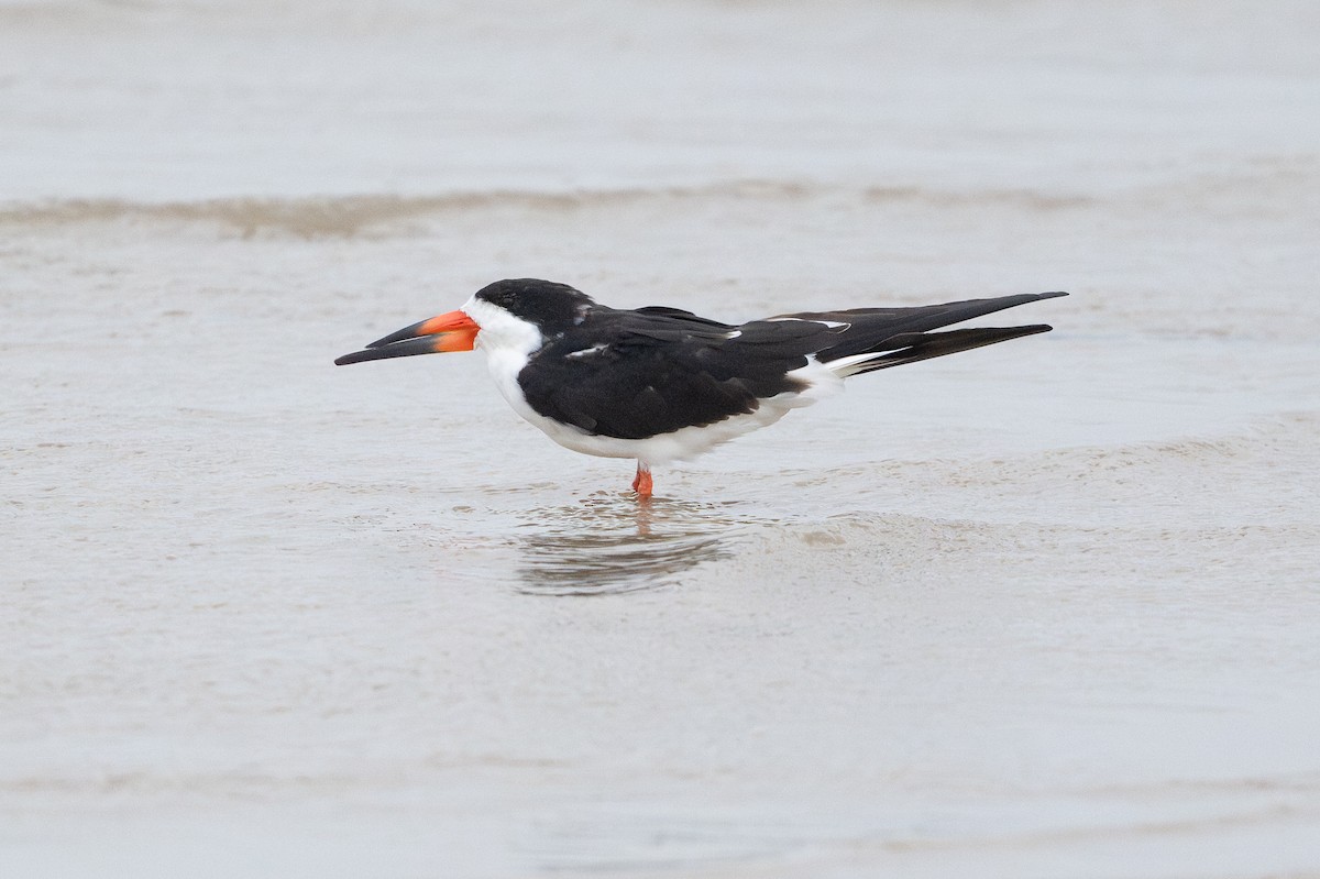 Black Skimmer - ML646794900