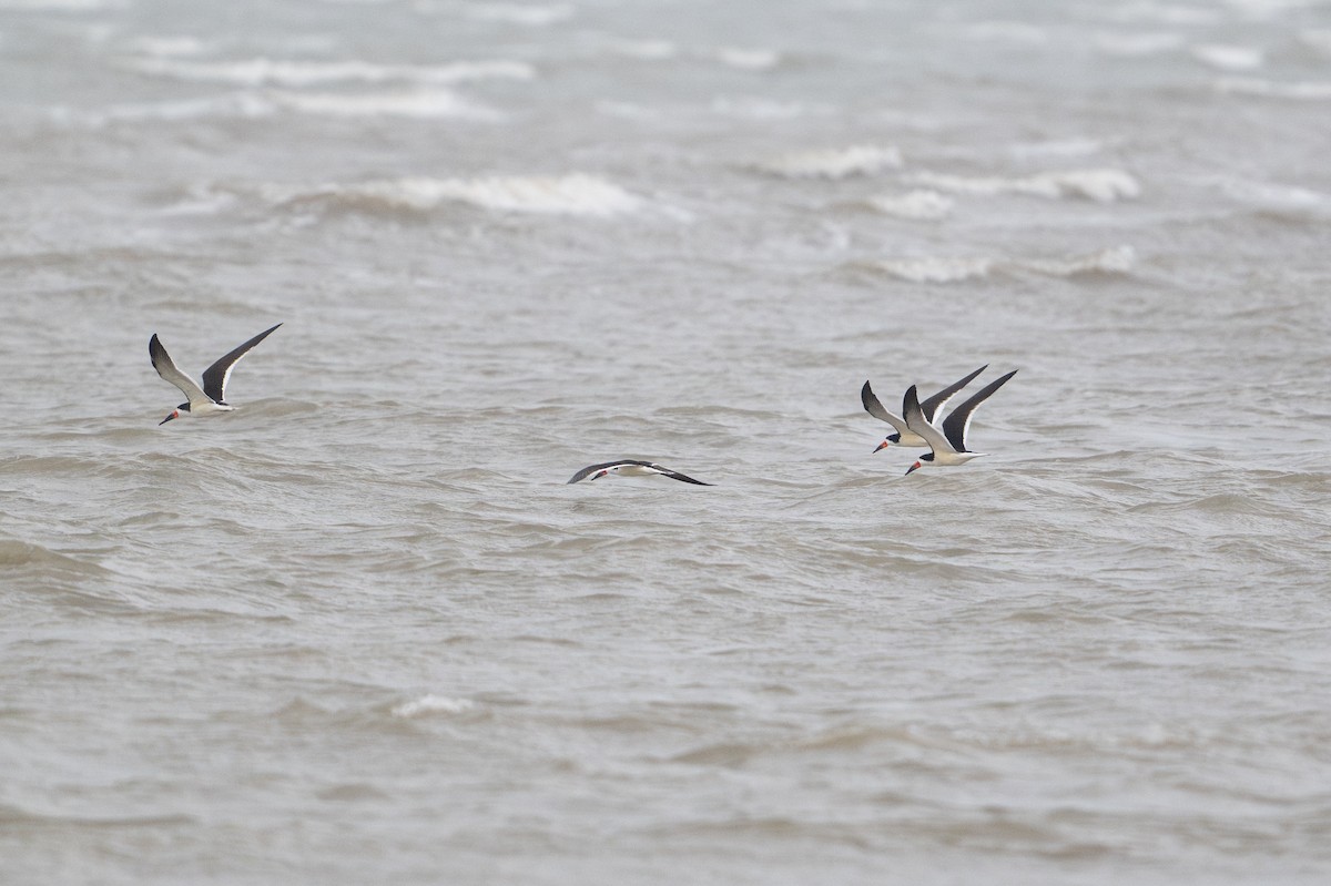 Black Skimmer - ML646794901