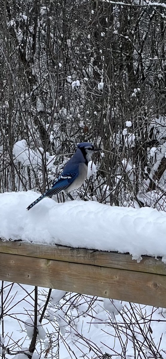 Blue Jay - ML646794902