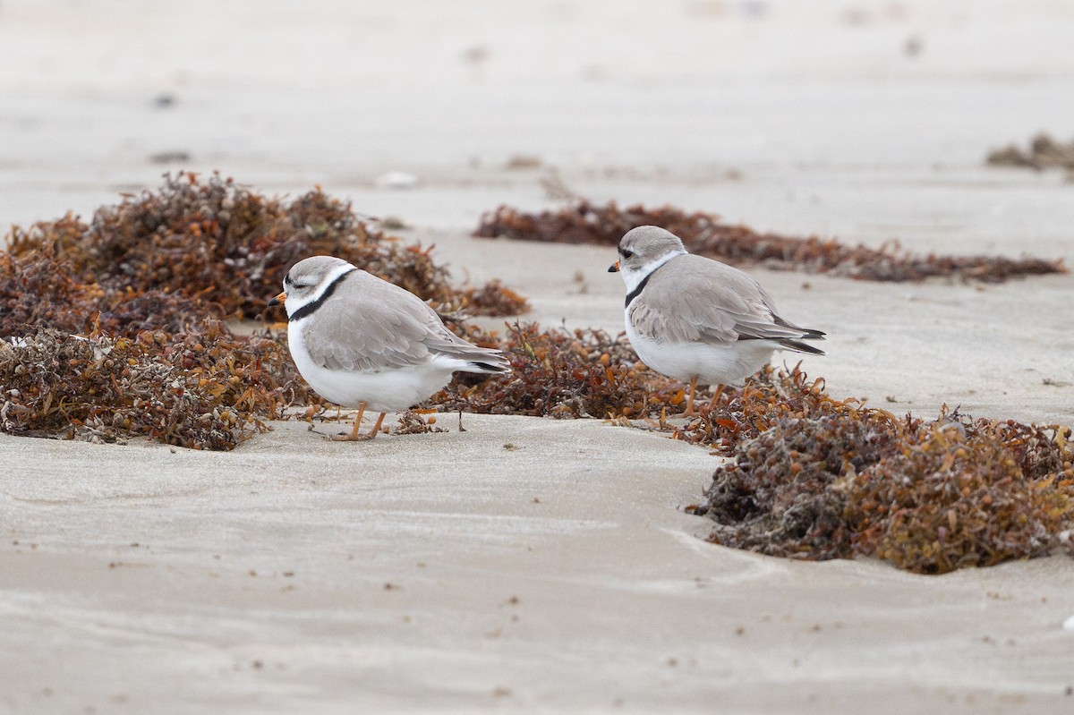 Piping Plover - ML646794910
