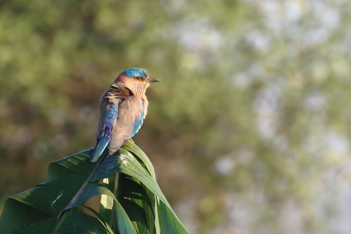 Indian Roller - ML646794913