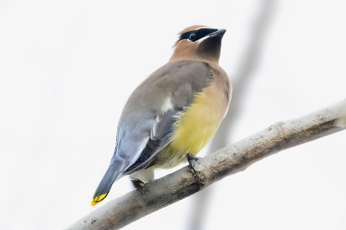 Buztanori amerikarra - ML646794914