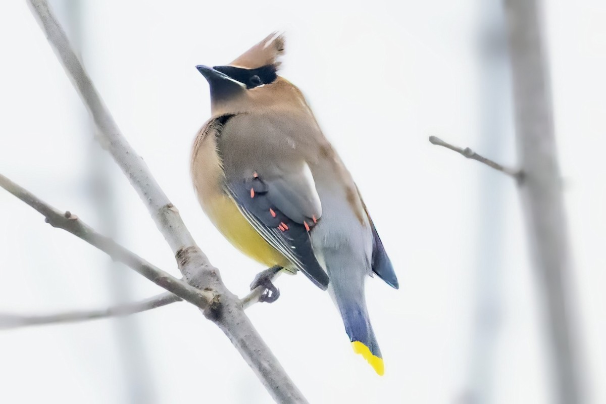 Buztanori amerikarra - ML646794915