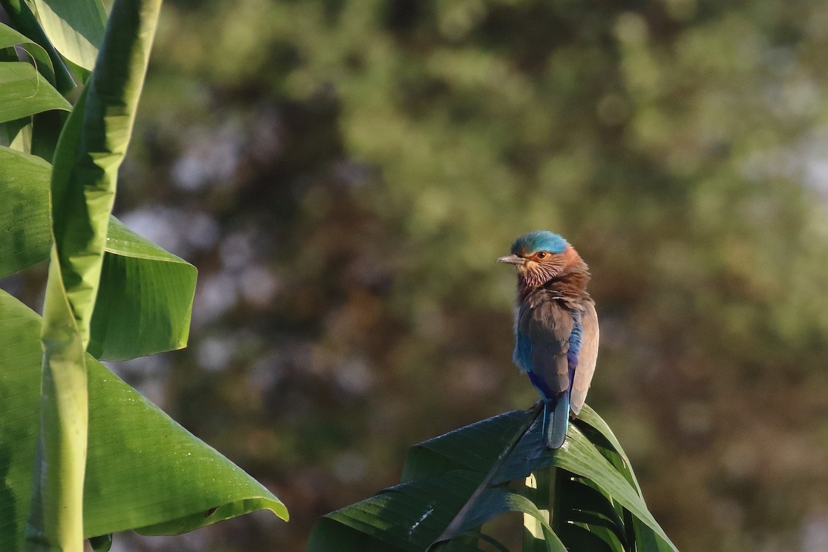 Indian Roller - ML646794916