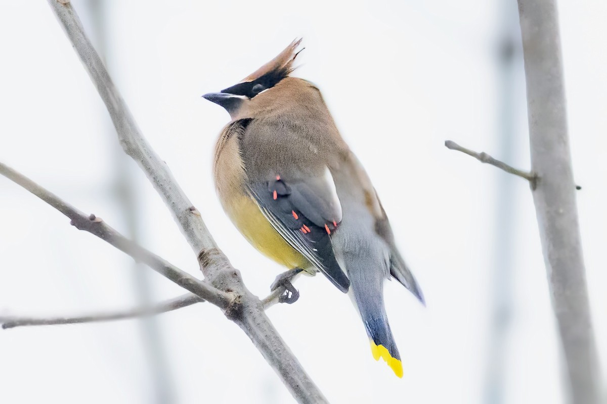 Buztanori amerikarra - ML646794917