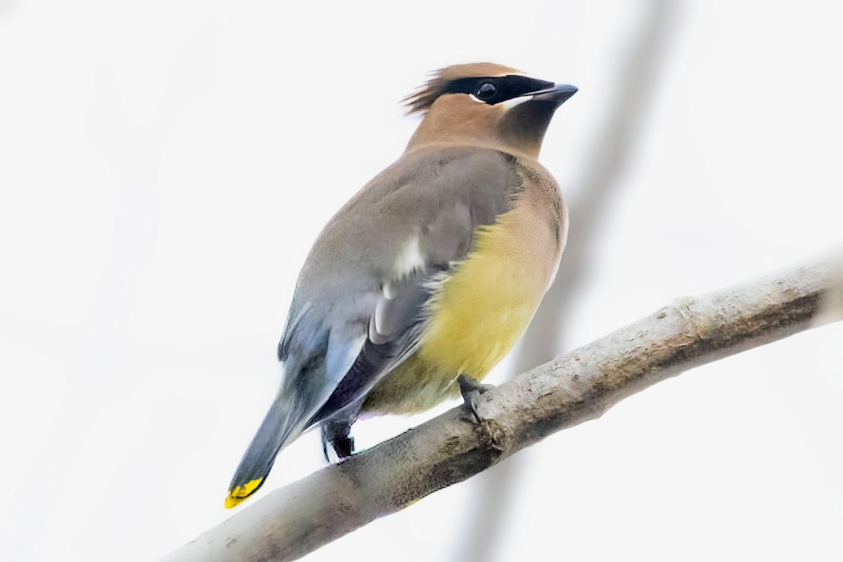 Buztanori amerikarra - ML646794918