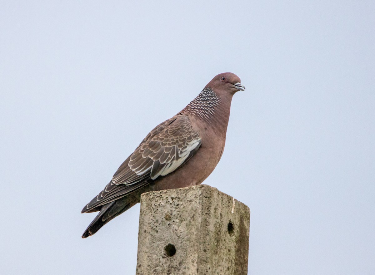 Голуб аргентинський - ML646794919