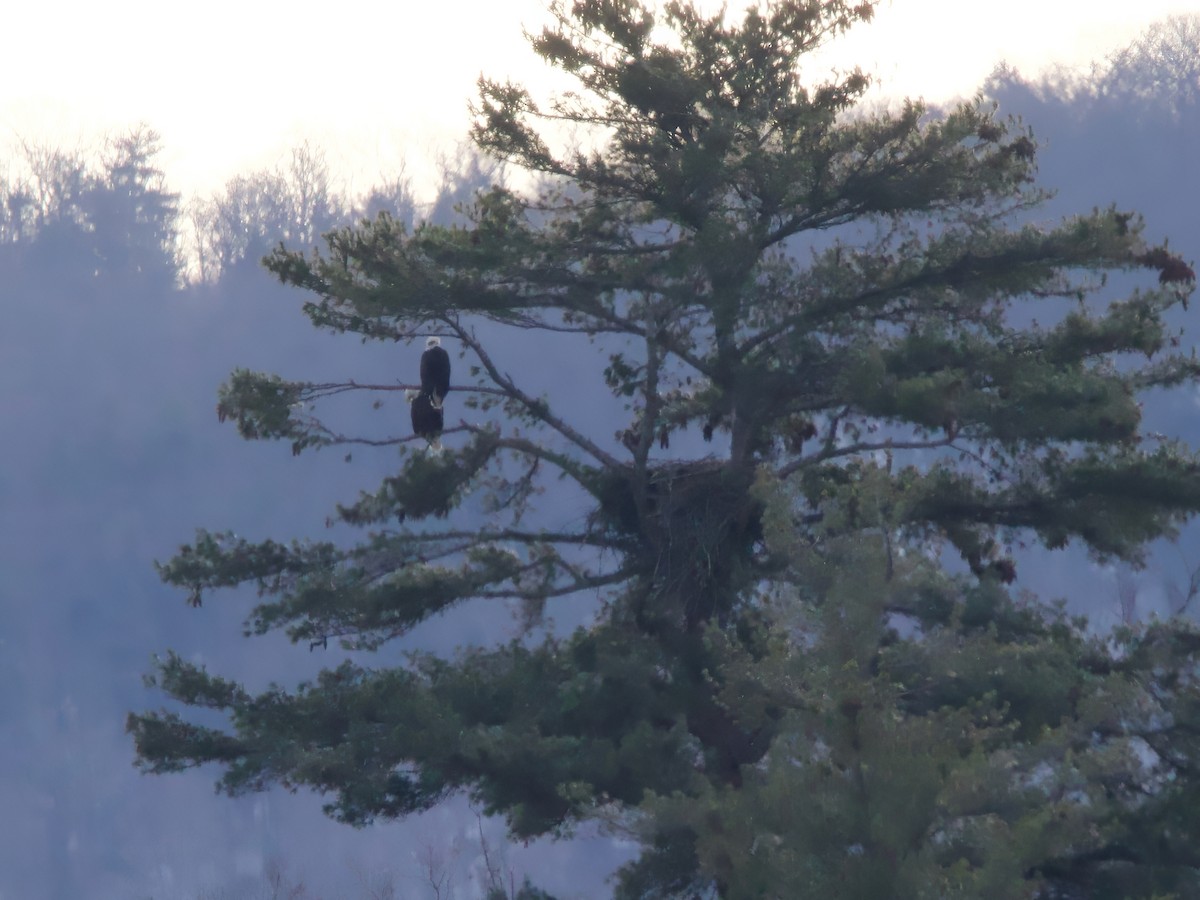 Pygargue à tête blanche - ML646794923