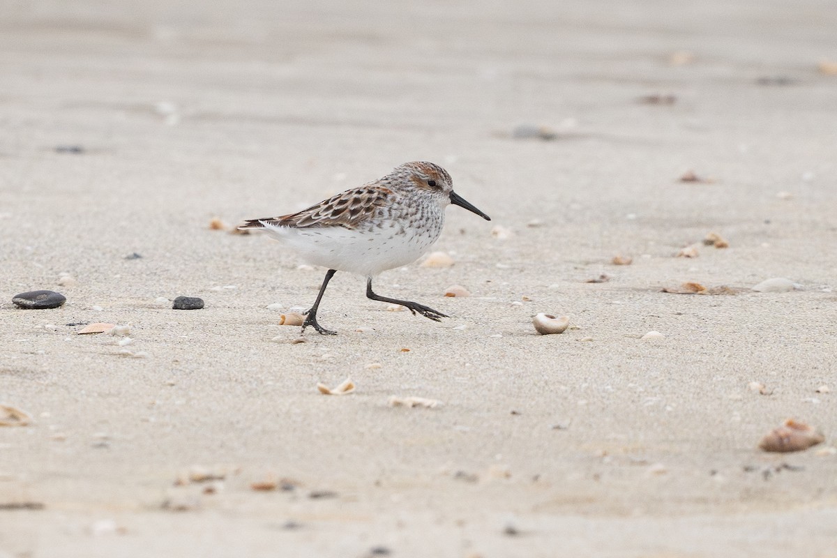 Western Sandpiper - ML646794927