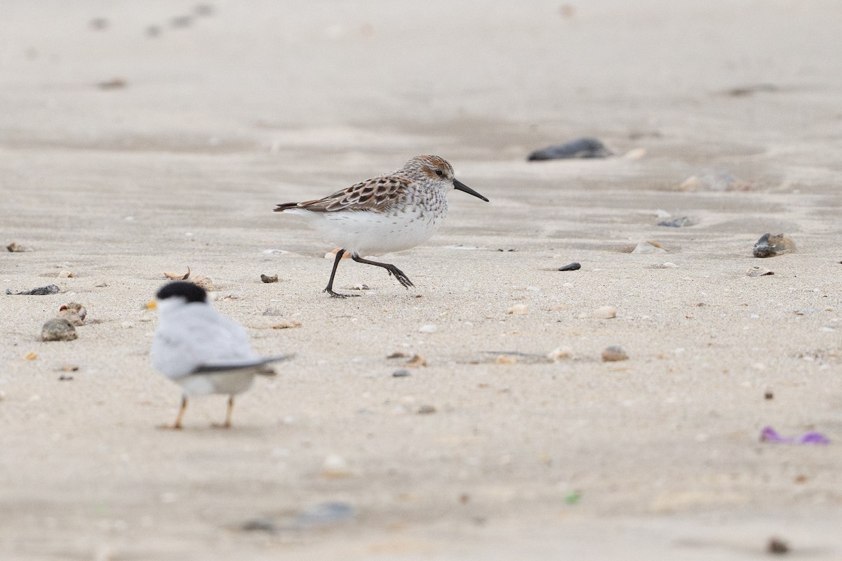 Western Sandpiper - ML646794928