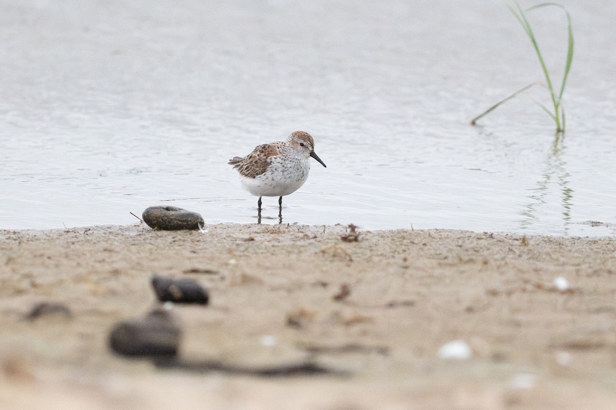 Western Sandpiper - ML646794929
