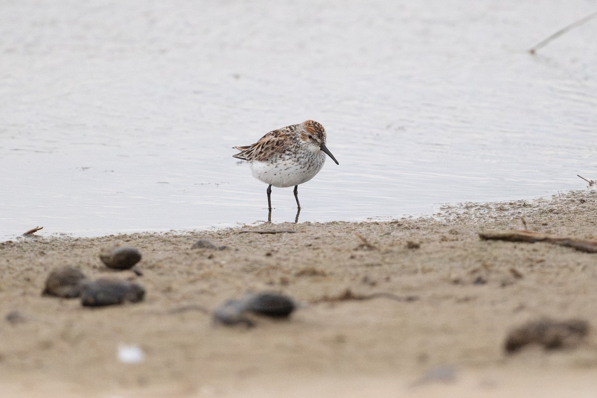 Western Sandpiper - ML646794930