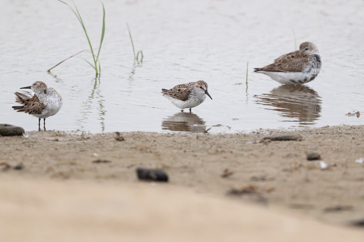 Western Sandpiper - ML646794931