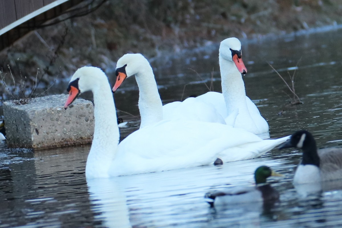 Cigno reale - ML646794932