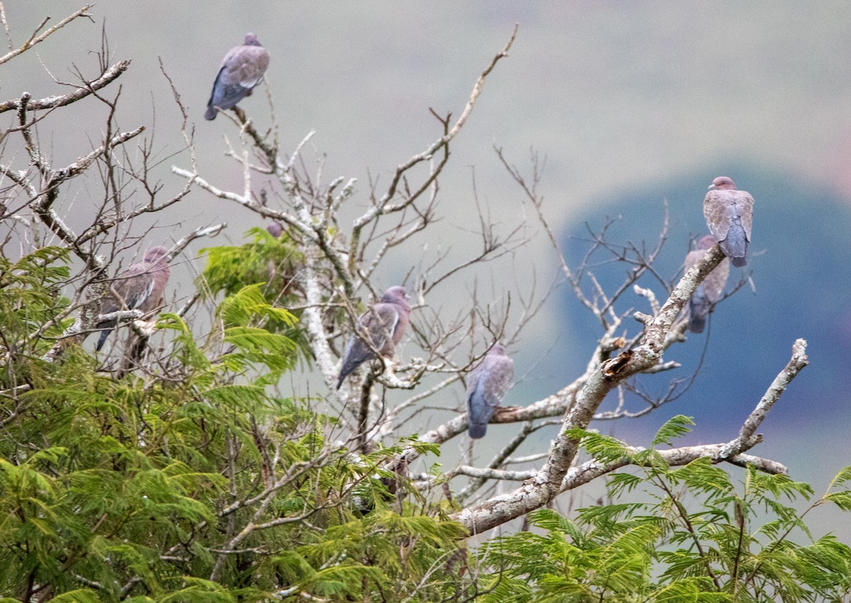 Голуб аргентинський - ML646794933