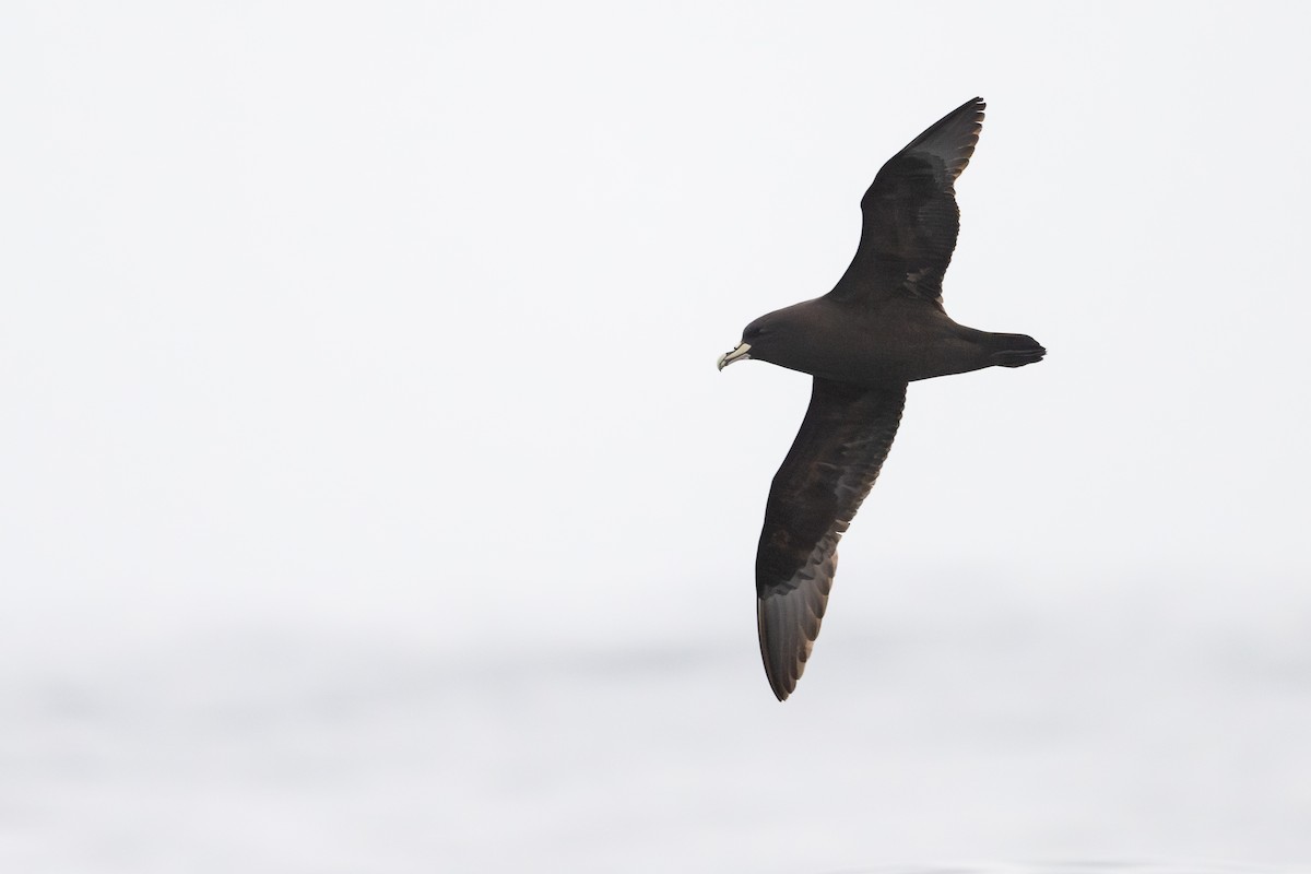 Pardela Gorjiblanca - ML646794936