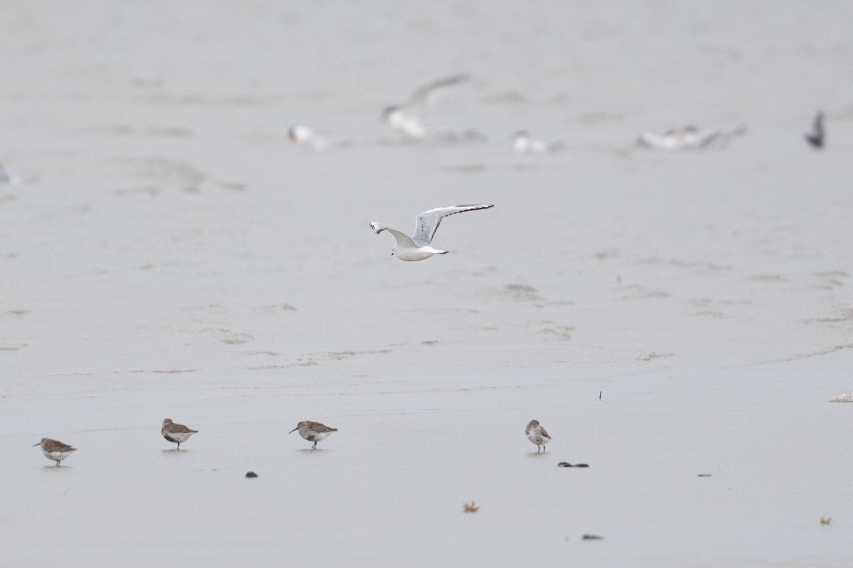 Bonaparte's Gull - ML646794937