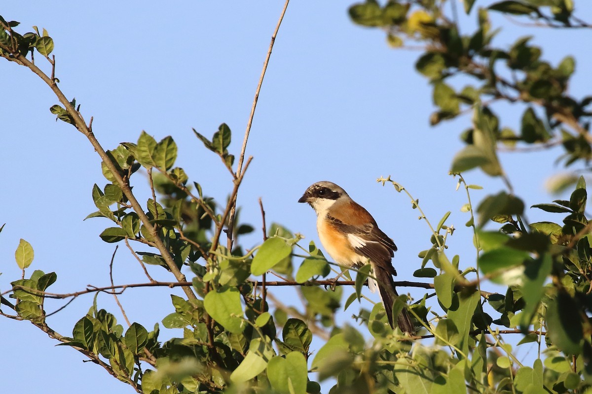 Bay-backed Shrike - ML646794938