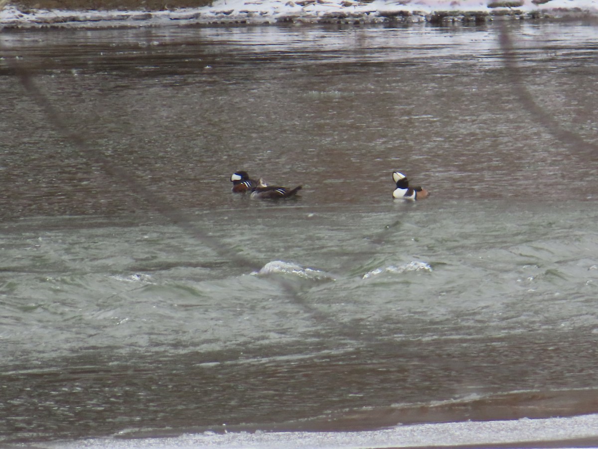 Hooded Merganser - ML646794942