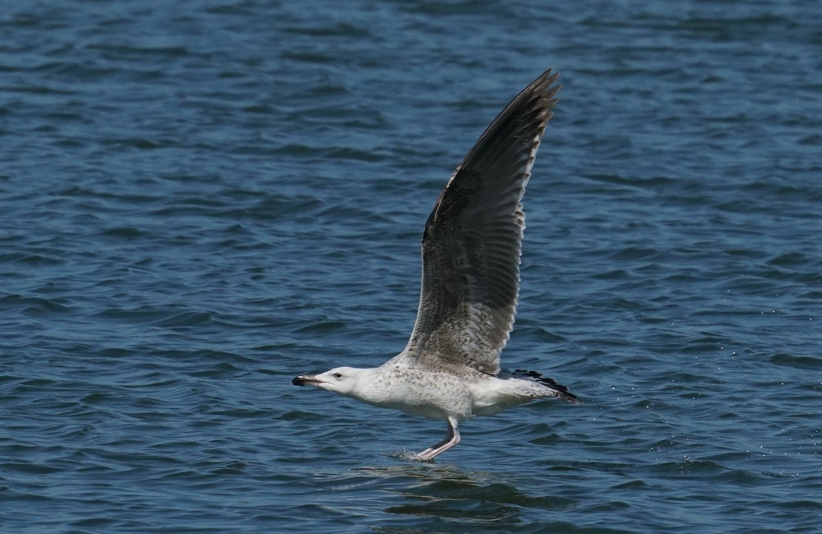 Great Black-backed Gull - ML646794943