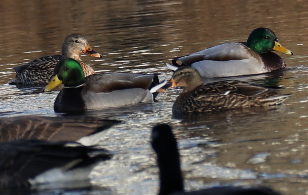 Germano reale - ML646794944