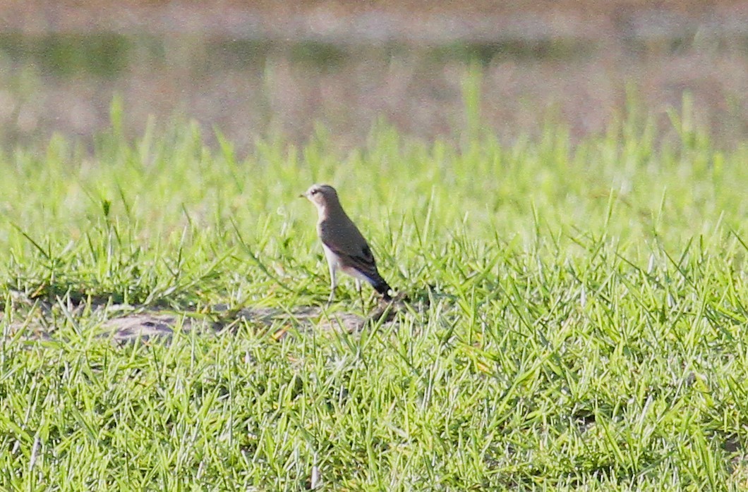 穗䳭 - ML646794945