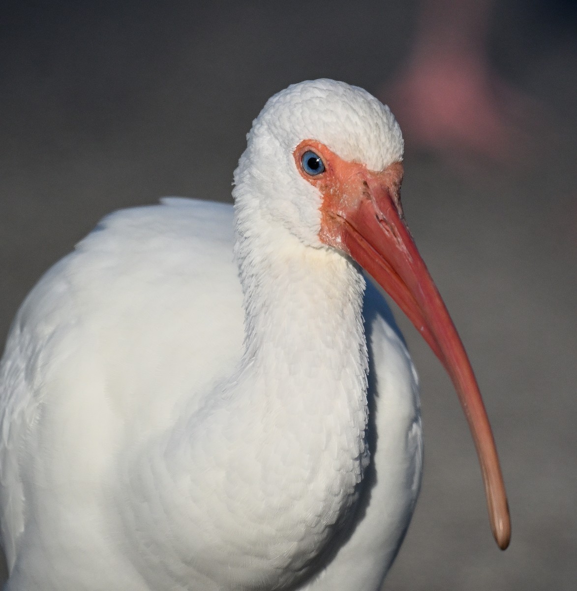 Ібіс білий - ML646794946