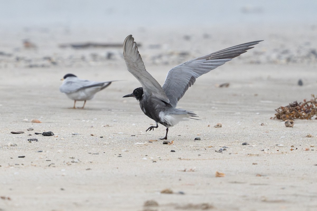 Black Tern - ML646794950