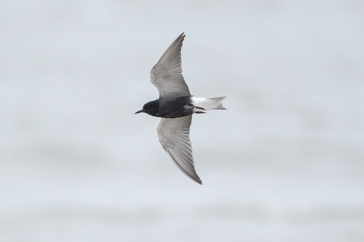 Black Tern - ML646794951