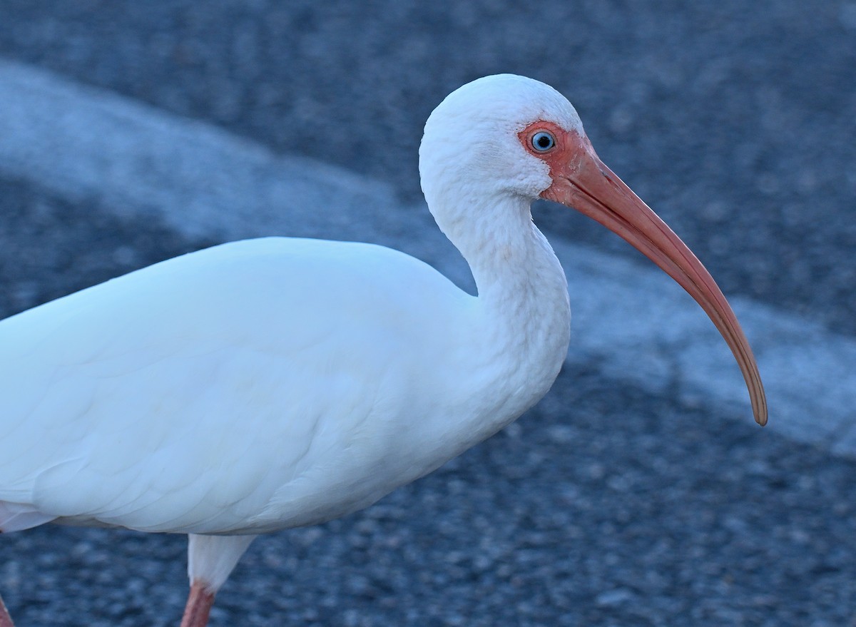 Ібіс білий - ML646794952