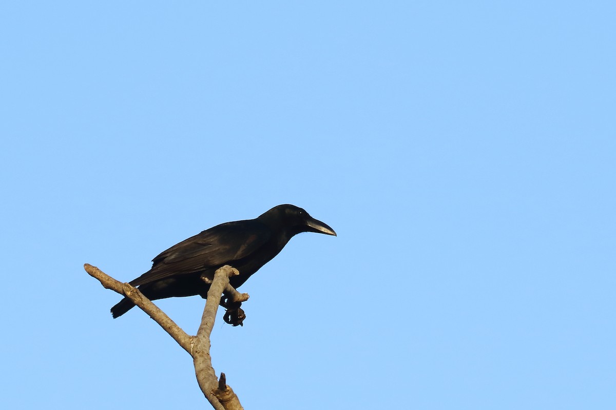 Large-billed Crow - ML646794955