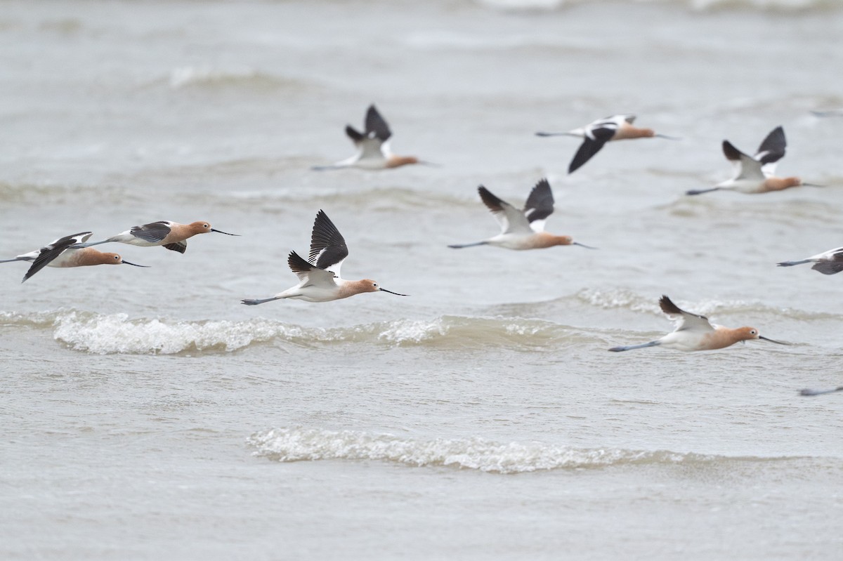 American Avocet - ML646794959