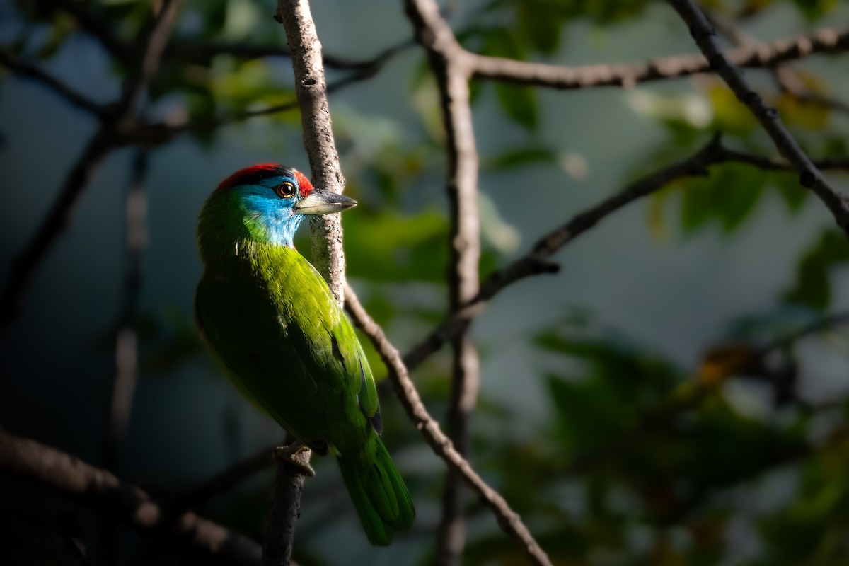 Blue-throated Barbet - ML646794960